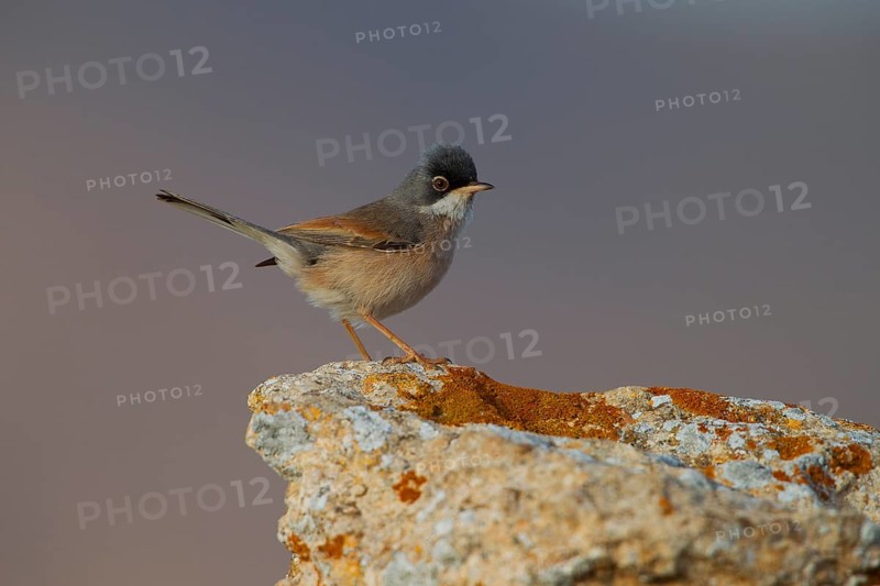 Spectacled warbler