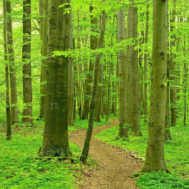 Hiking trail winds through natural beech forest in spring