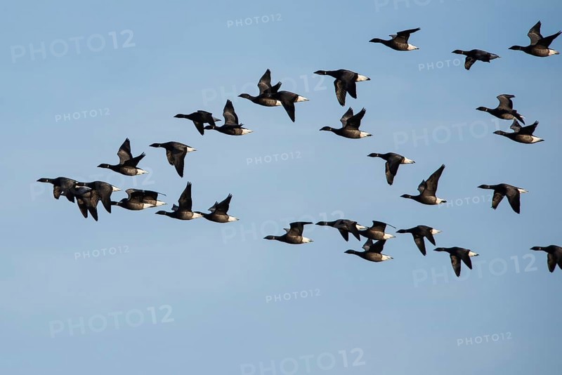 Brent Geese