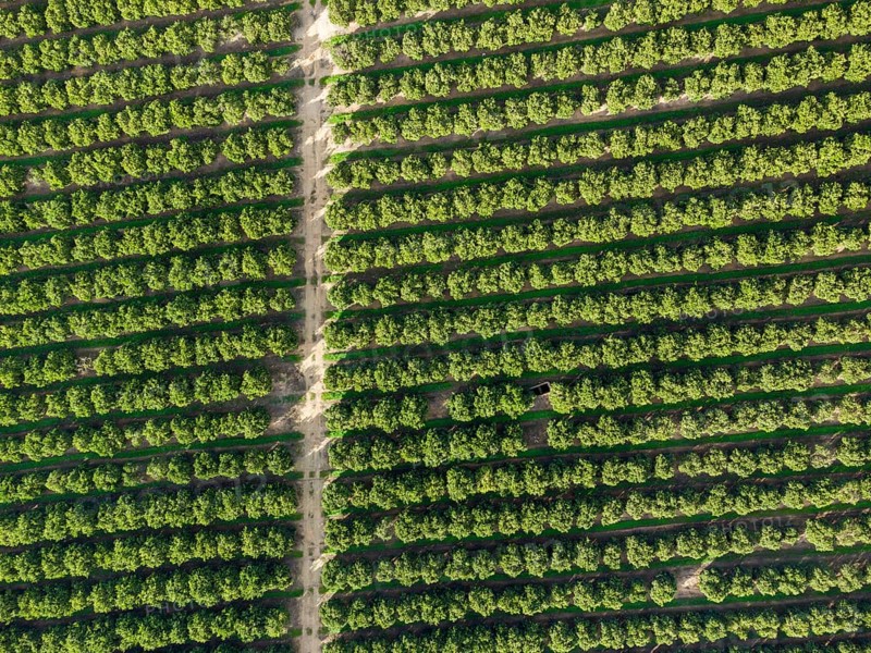 Aerial view of orange grove creating great texture