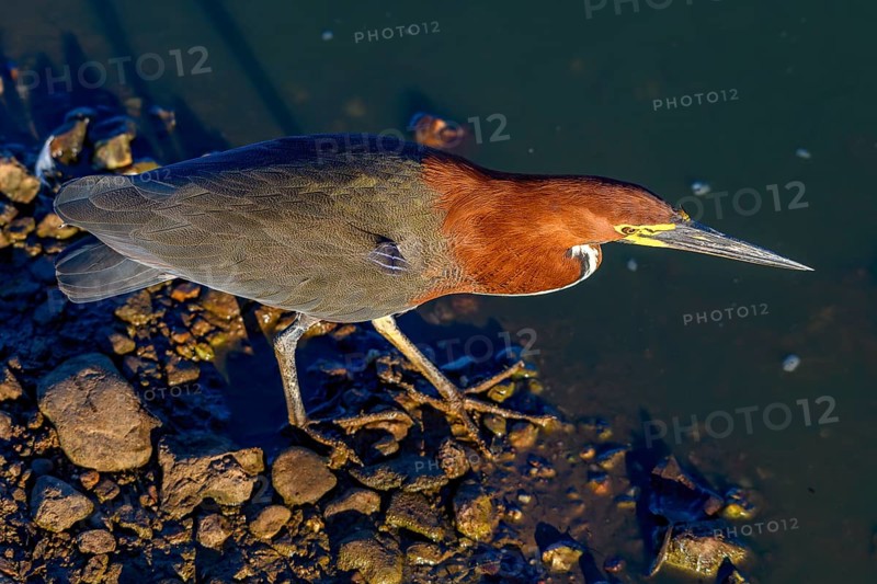 Rufescent tiger heron
