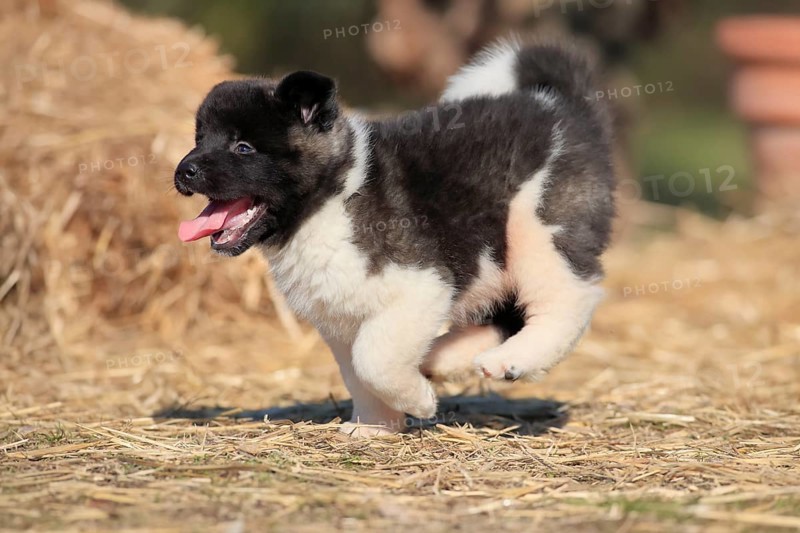 American Akita puppy
