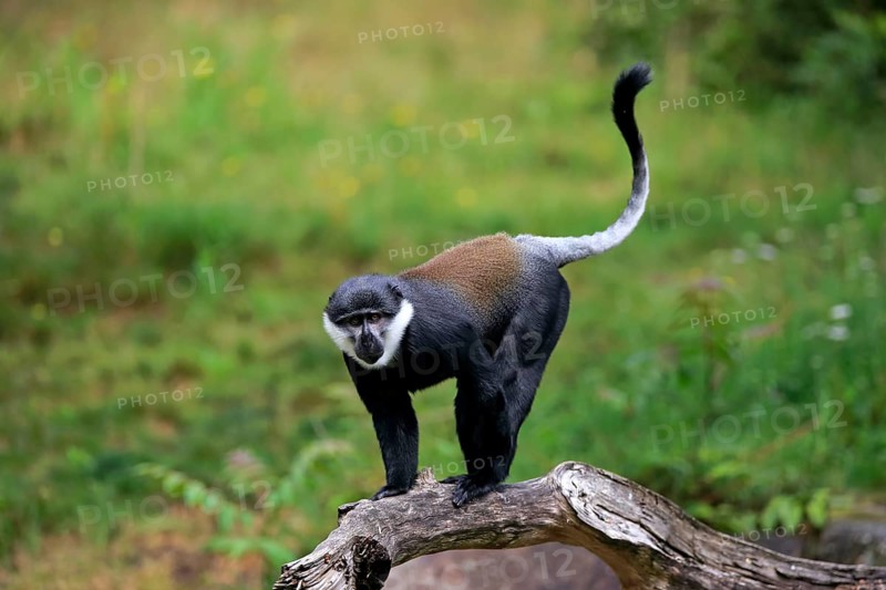 L'Hoest's monkey