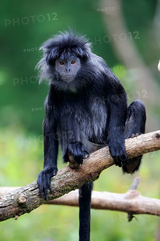 Javan lutung