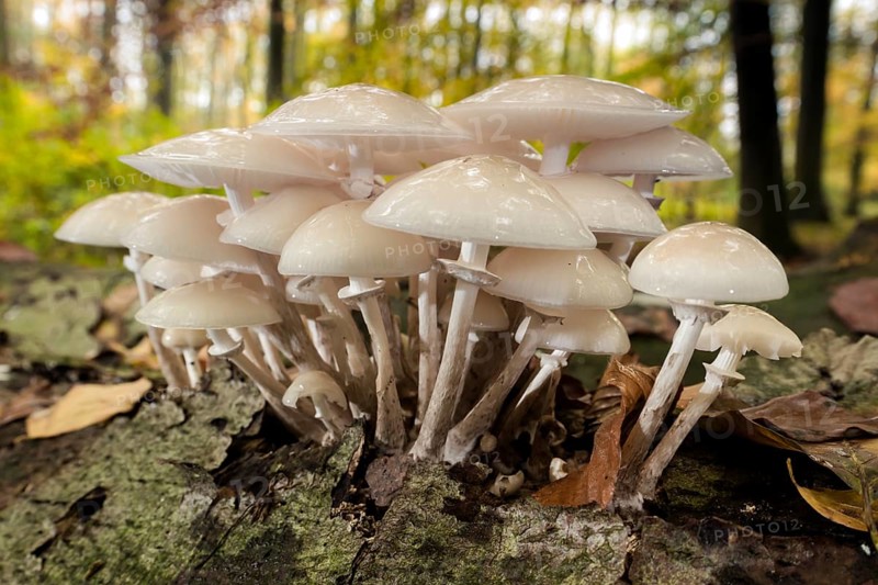 Porcelain fungus