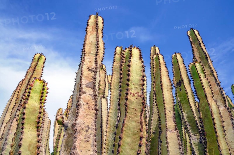 Canary Island spurge
