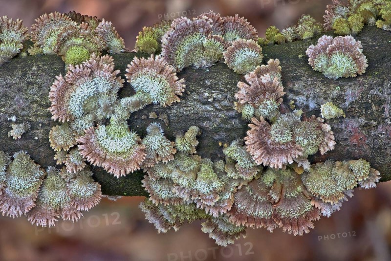 Radiating phlebia