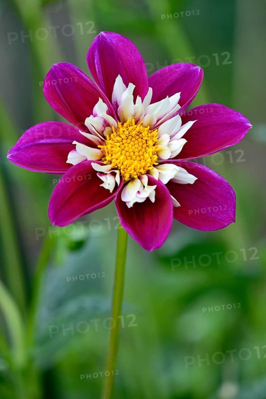 Dahlia