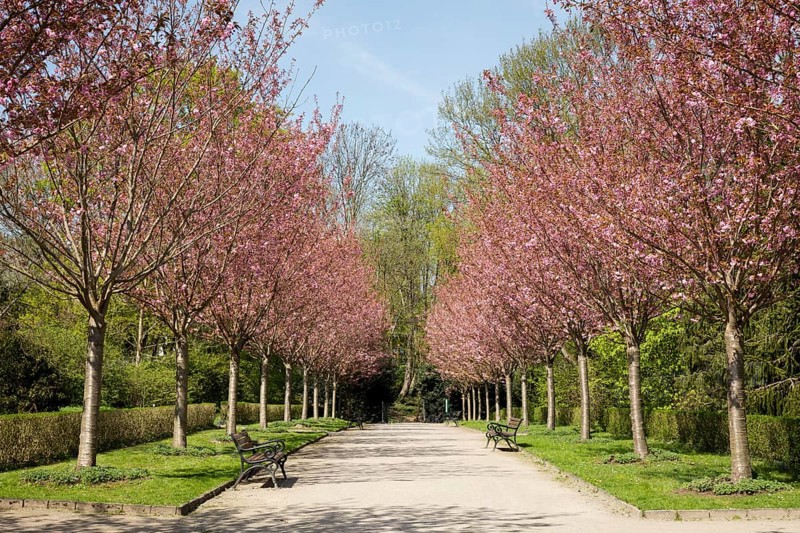 Japanese Cherry