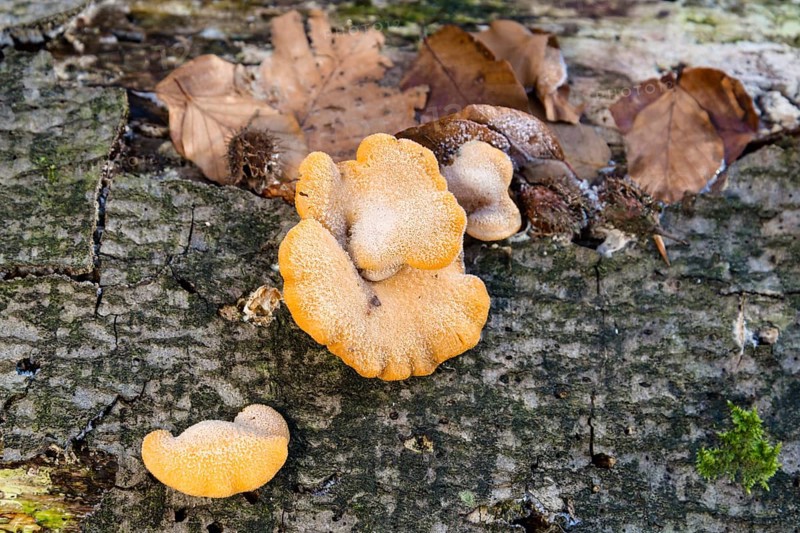 Mock oyster