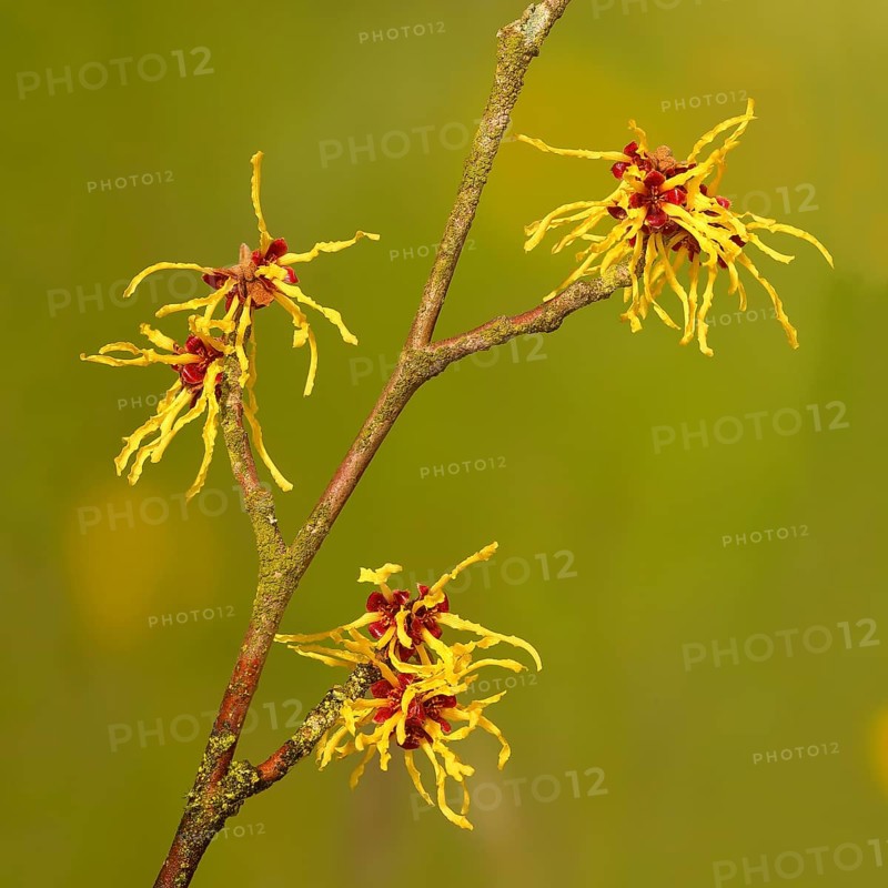 Flowering witch hazel