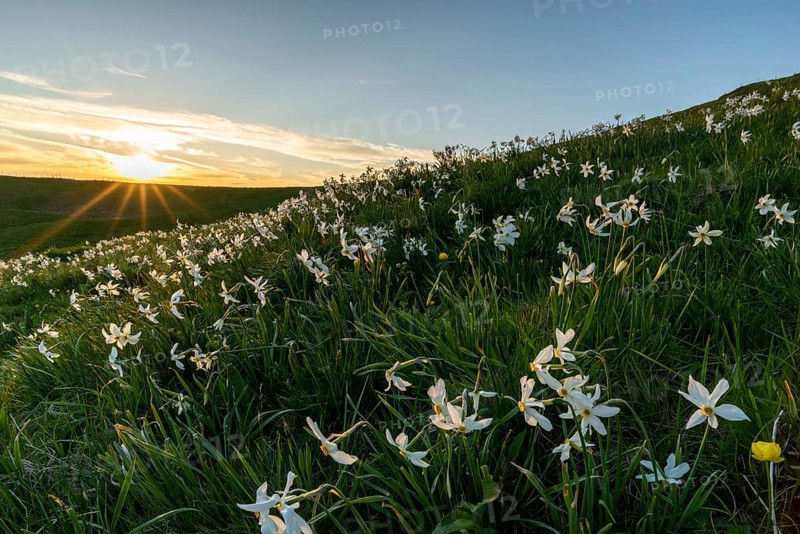 Meadow with white daffodils