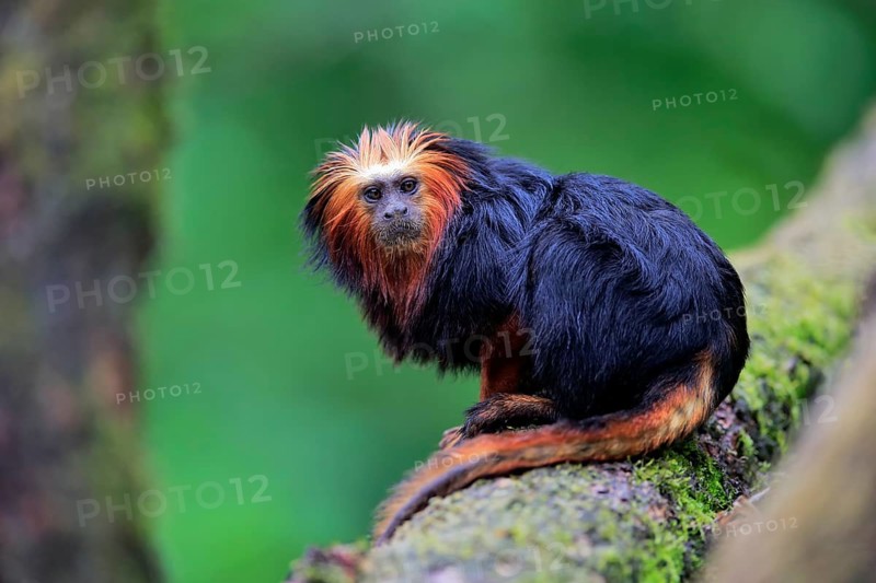 Golden-headed lion tamarin