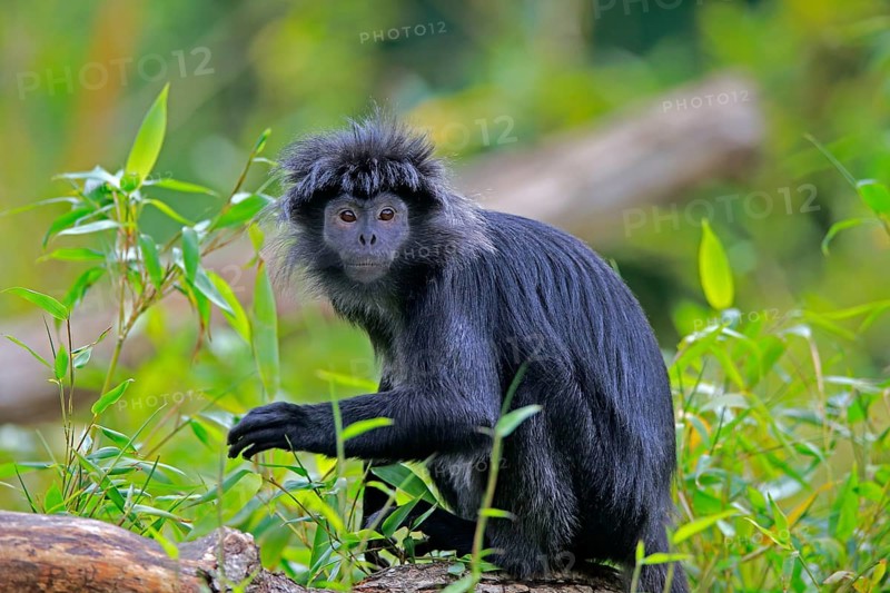 Javan lutung