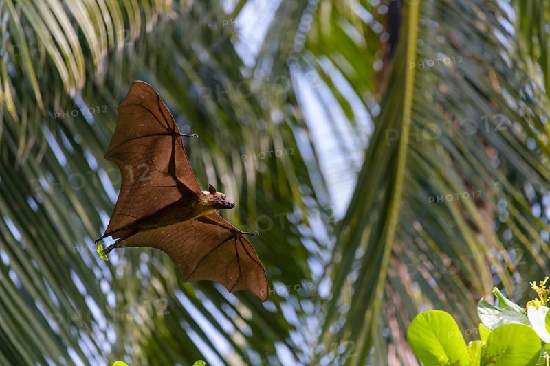 Megabat