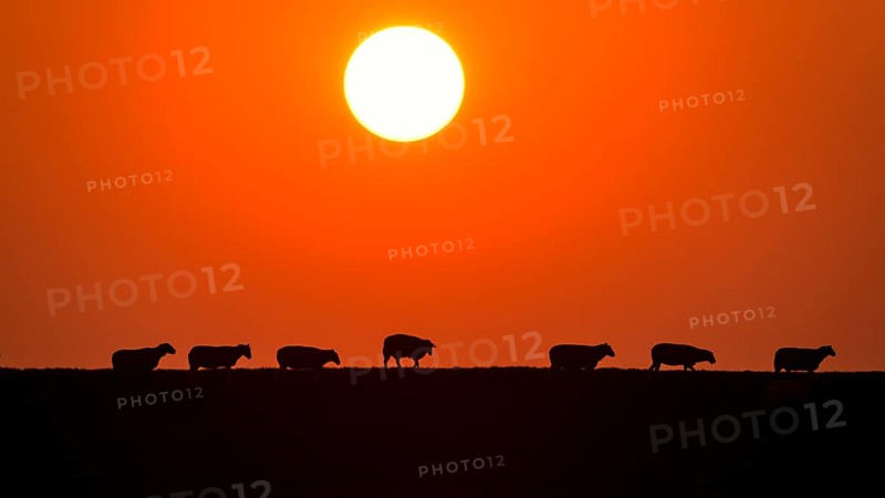 Domestic sheep