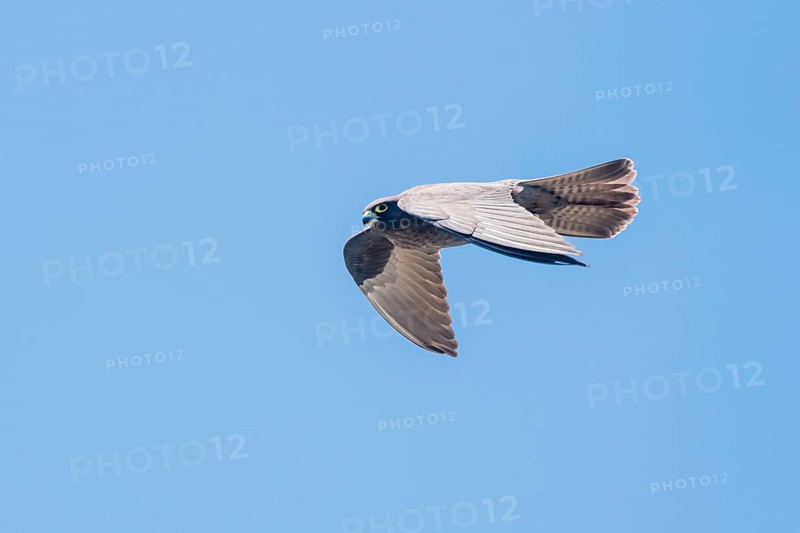Eleonora's falcon
