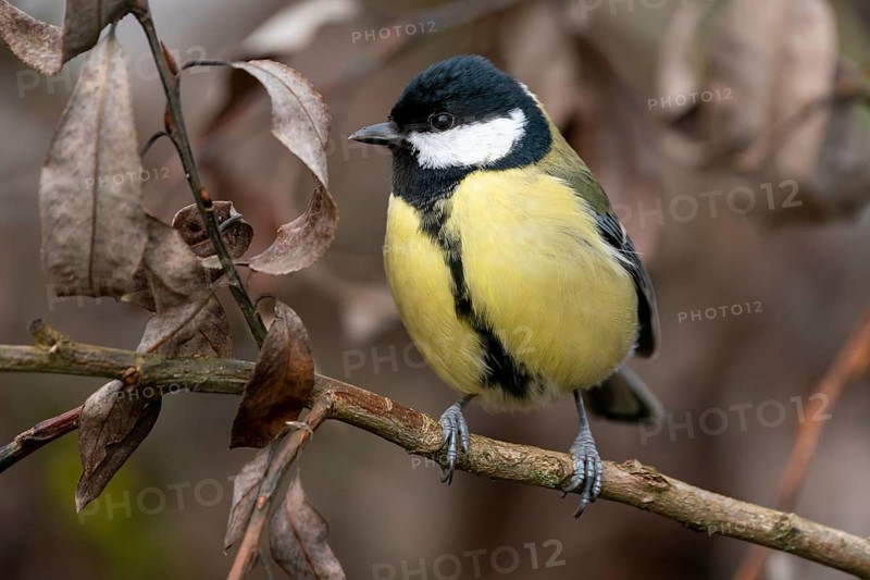 Great tit