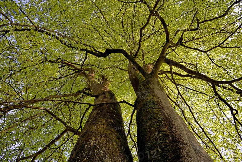 Common beeches