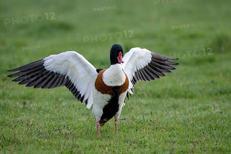 Common shelduck