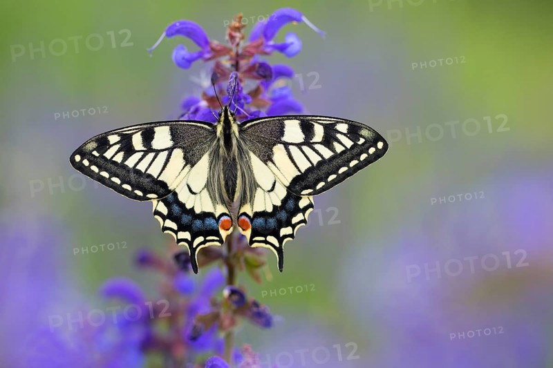 Swallowtail