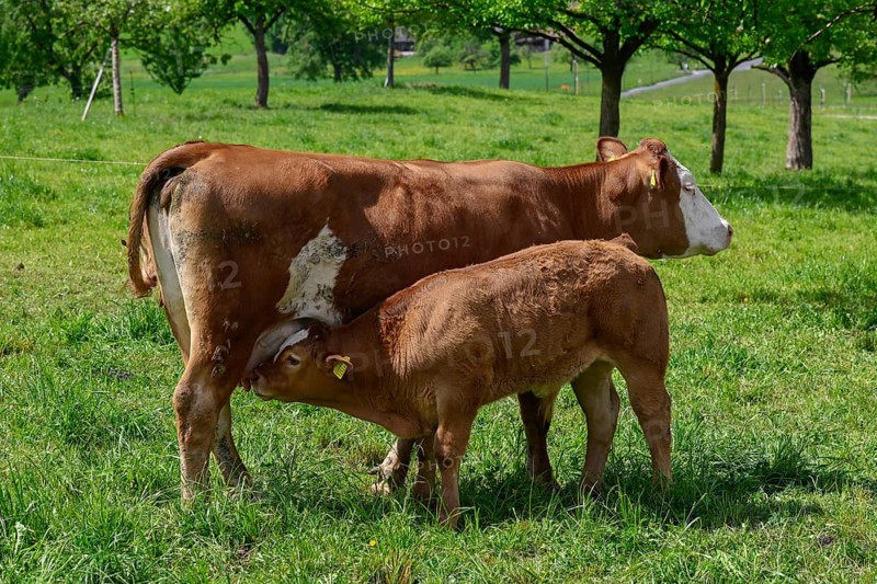Dairy cow and calf Red spot x Limousin