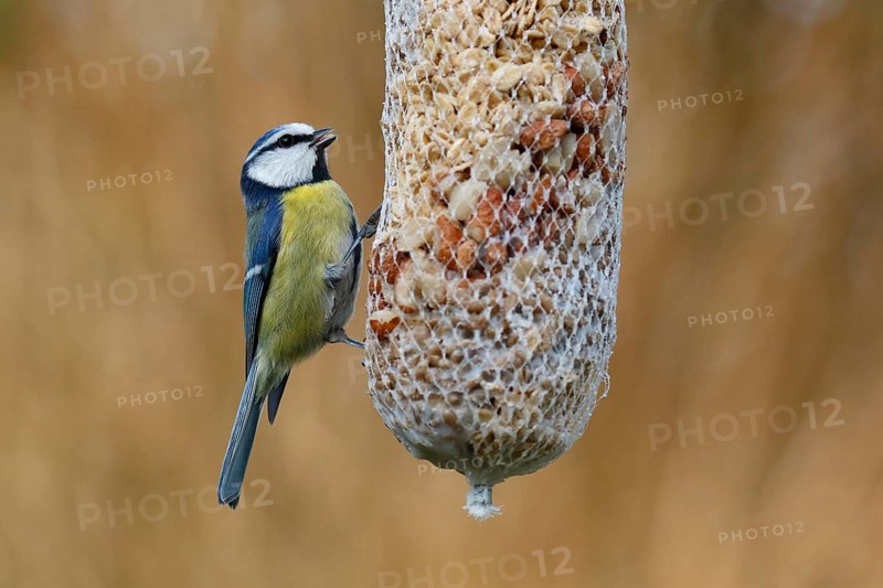 Blue tit