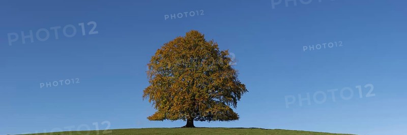 Common beech