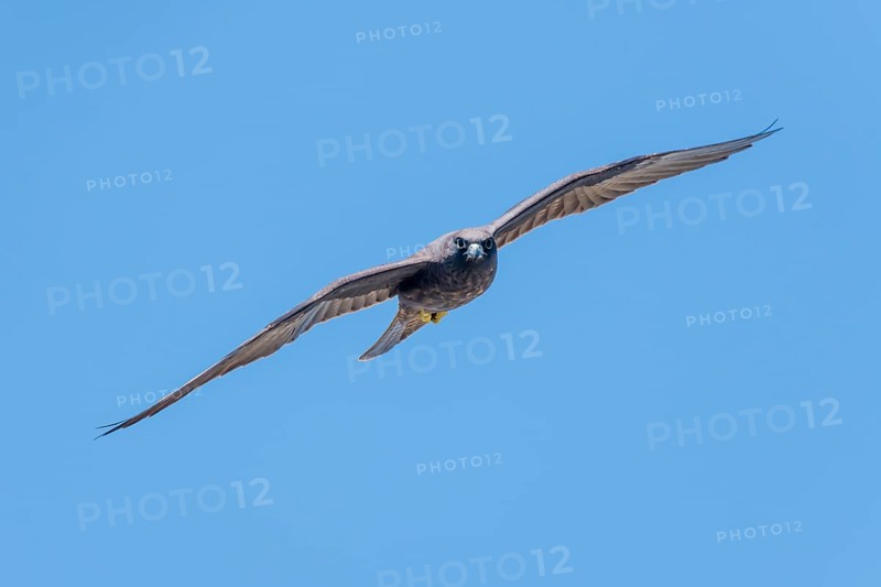 Eleonora's falcon