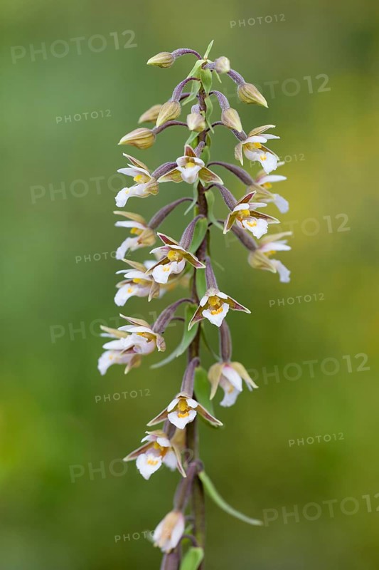 Marsh Helleborine