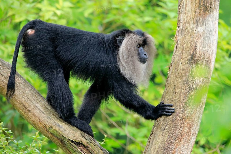 Lion-tailed macaque