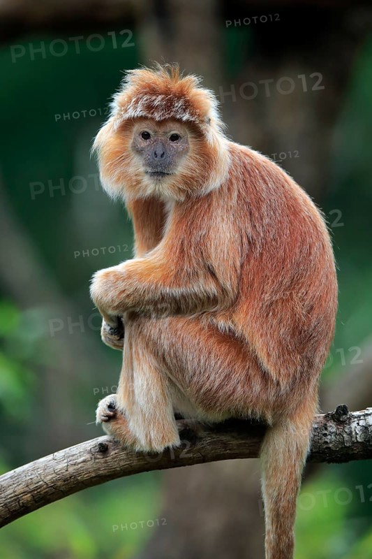 Javan lutung