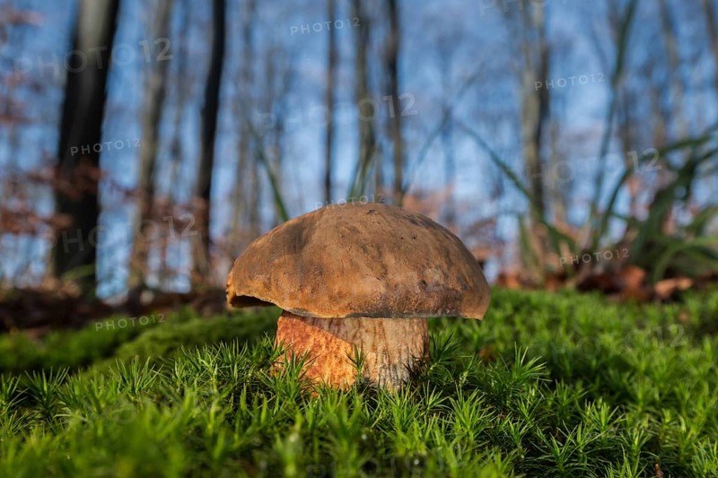 Dotted stem bolete