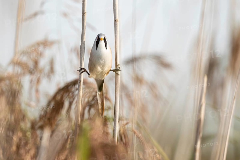Bearded reedling