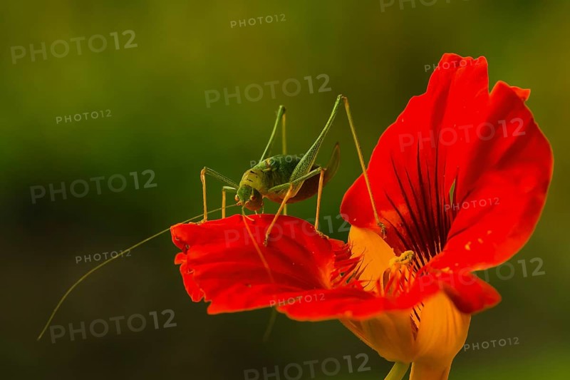 Speckled bush-cricket