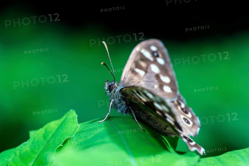 Speckled wood