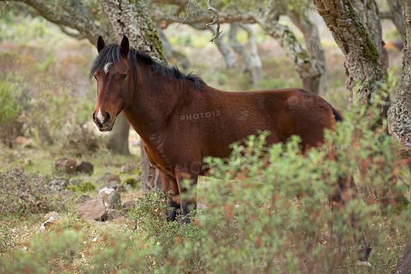 Giara horse