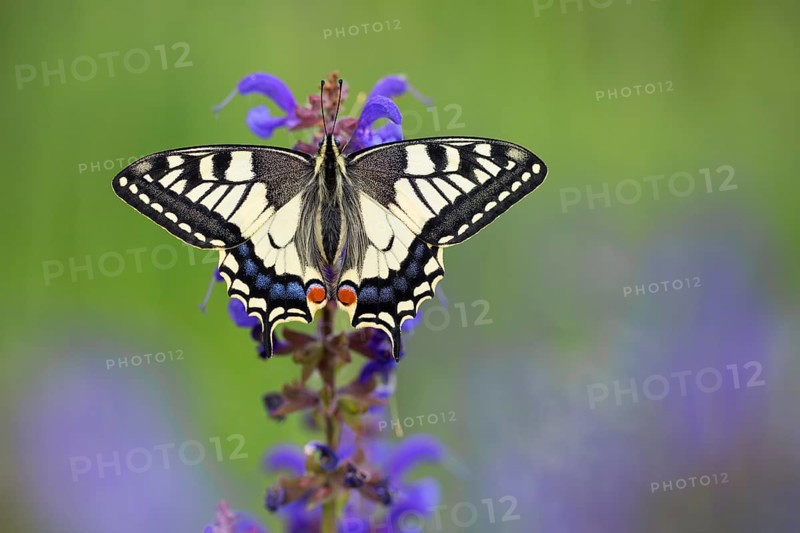 Swallowtail