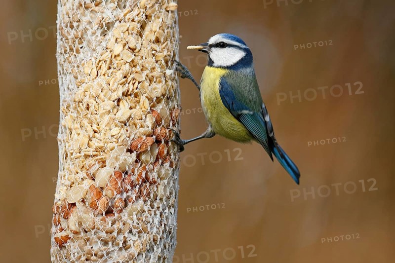Blue tit