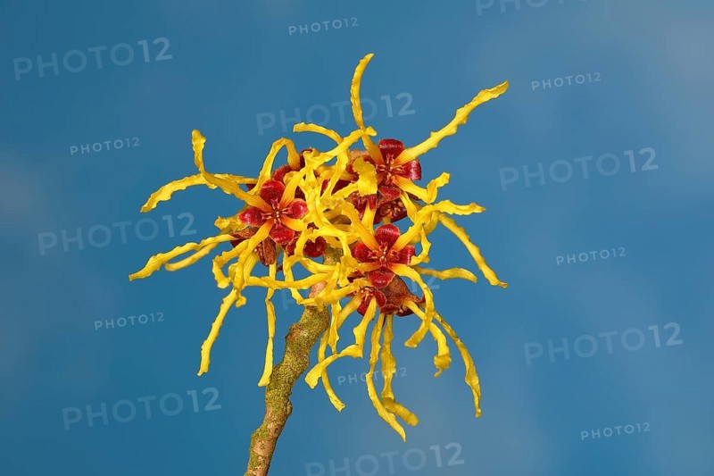 Flowering witch hazel