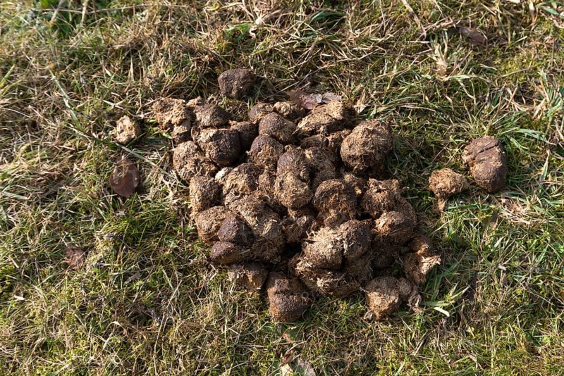 Horse droppings in a meadow