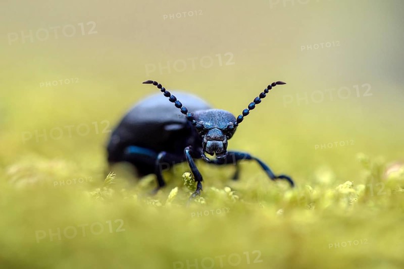 Meloe violaceus