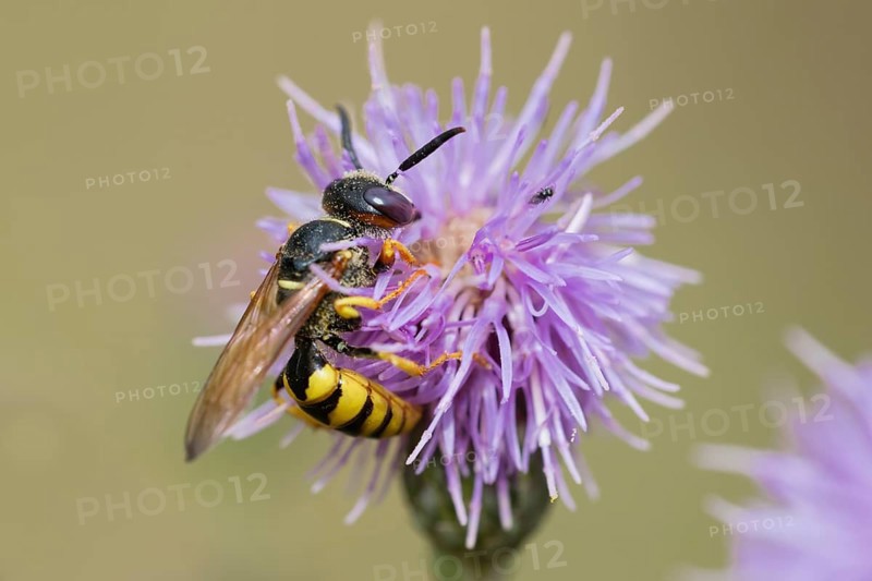 European beewolf