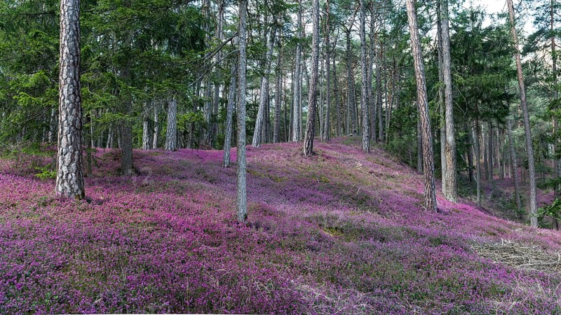 Flowering snow heather