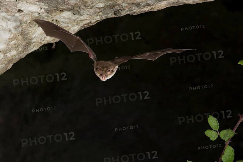 Mehely's horseshoe bat