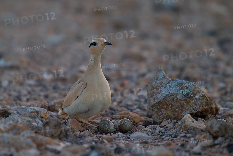Racing bird