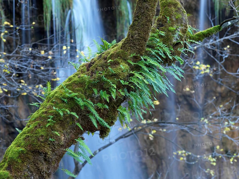 Tree trunk with fern