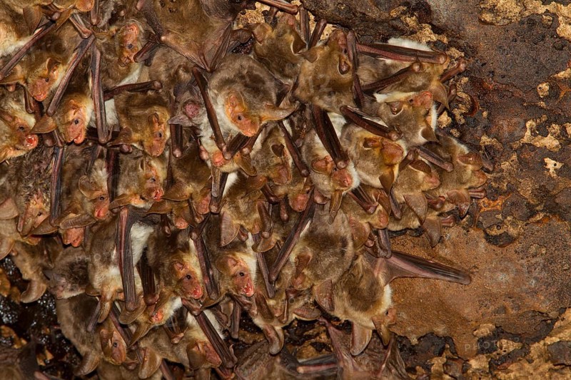 Punic mouse-eared bat
