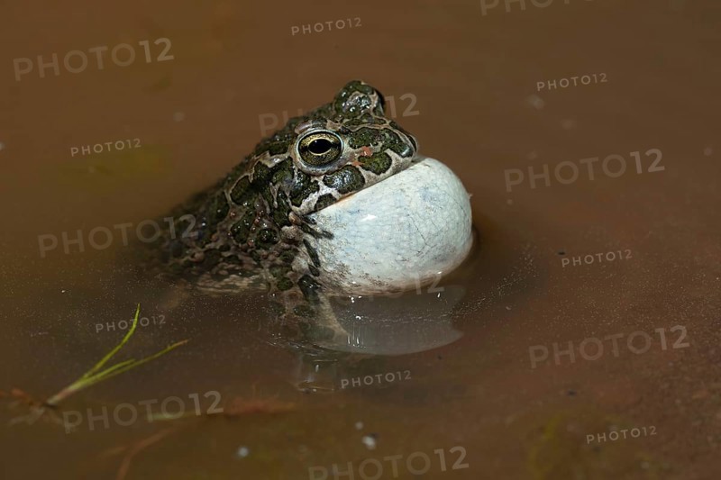 European green toad