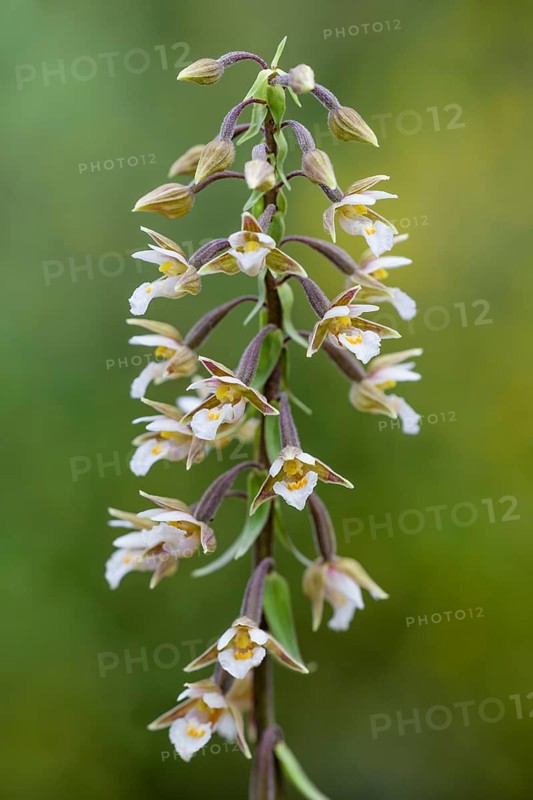 Marsh Helleborine